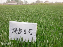 咸陽市農業科學研究院試驗田剪影 農業科學研究和試驗發展的實踐與探索