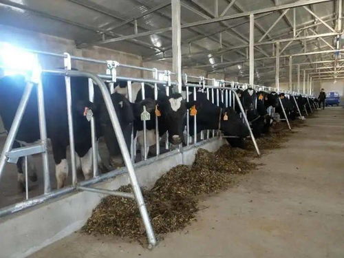 全區民族傳統奶制品產業發展現場會今日召開，共謀特色乳業振興之路